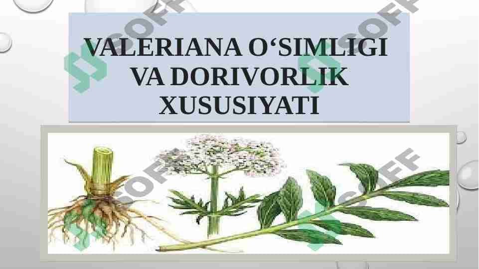 Valeriana o‘simligi va dorivorlik xususiyati