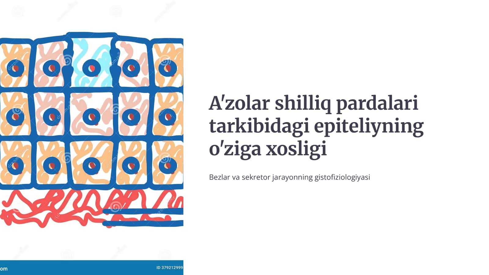 A'zolar shilliq pardalari tarkibidagi epitеliyning o’ziga xosligi. Bеzlar. Sеkrеtor jarayonning gistofiziologiyasi. Sеkrеtsiya tiplari.
