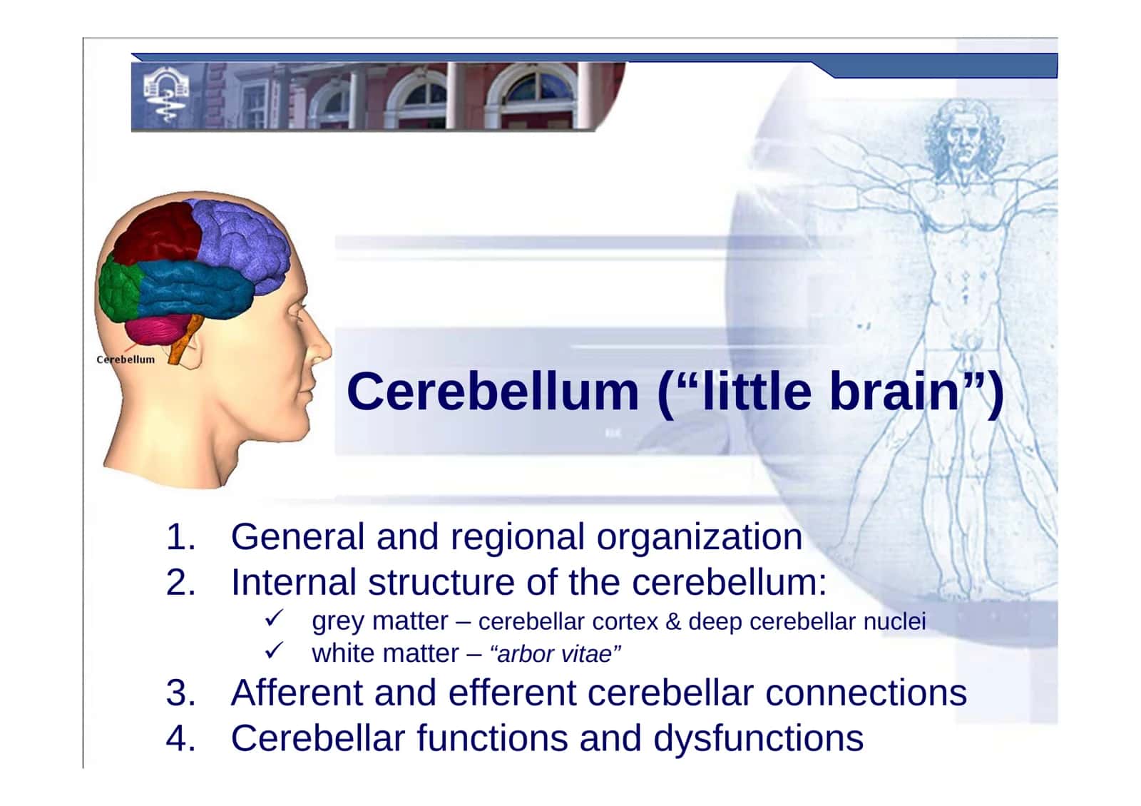 Cerebellum