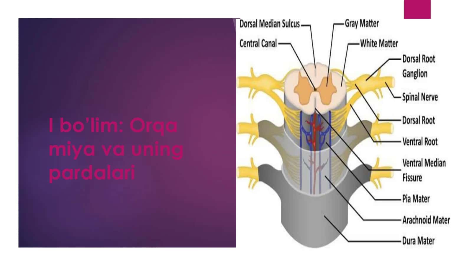 Orqa miya (Medulla spinalis) – umumiy tavsif