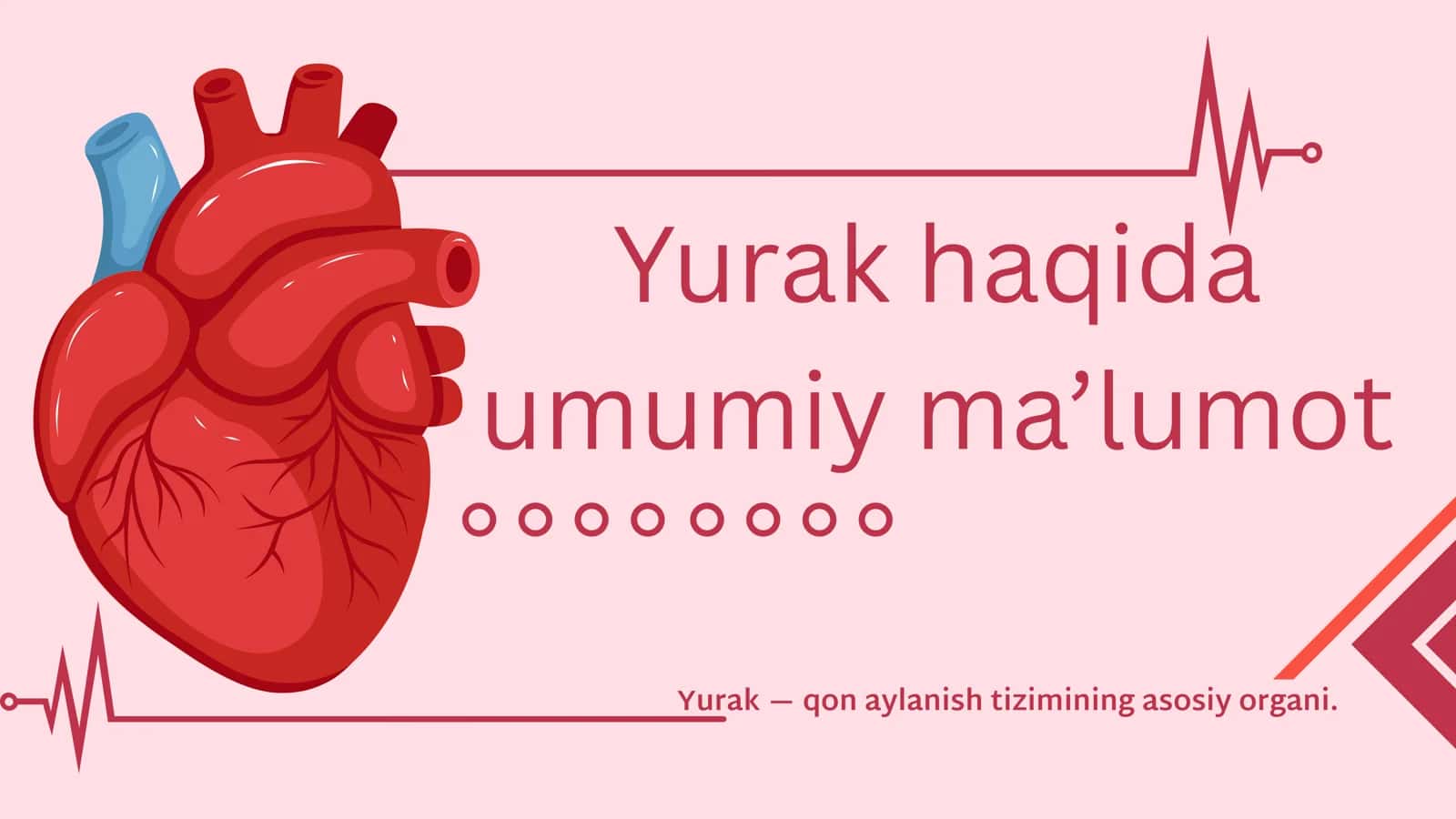 Biologiya fanidan “Yurak” mavzusida prezentatsiya
