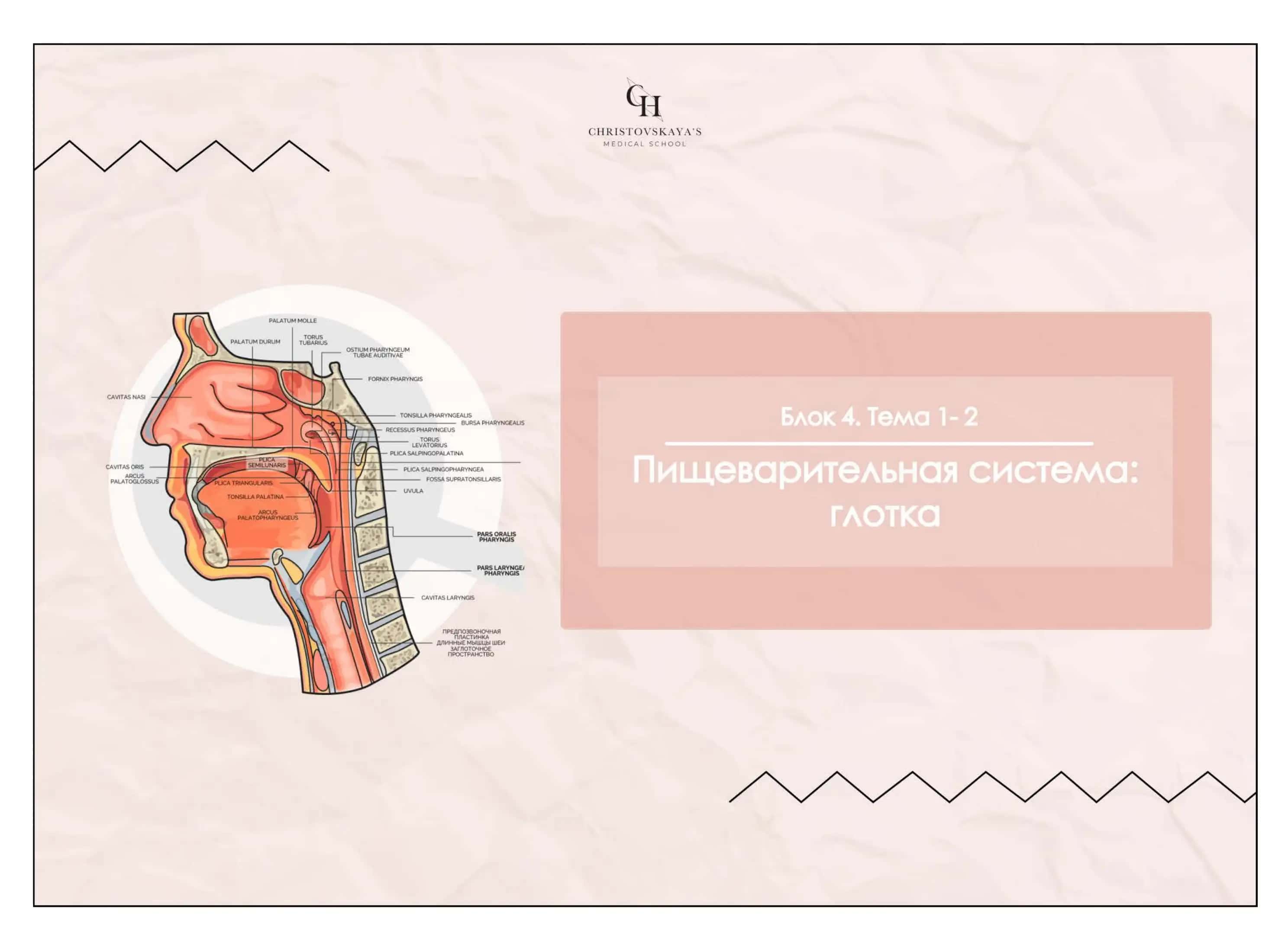 Глотка, Pharynx