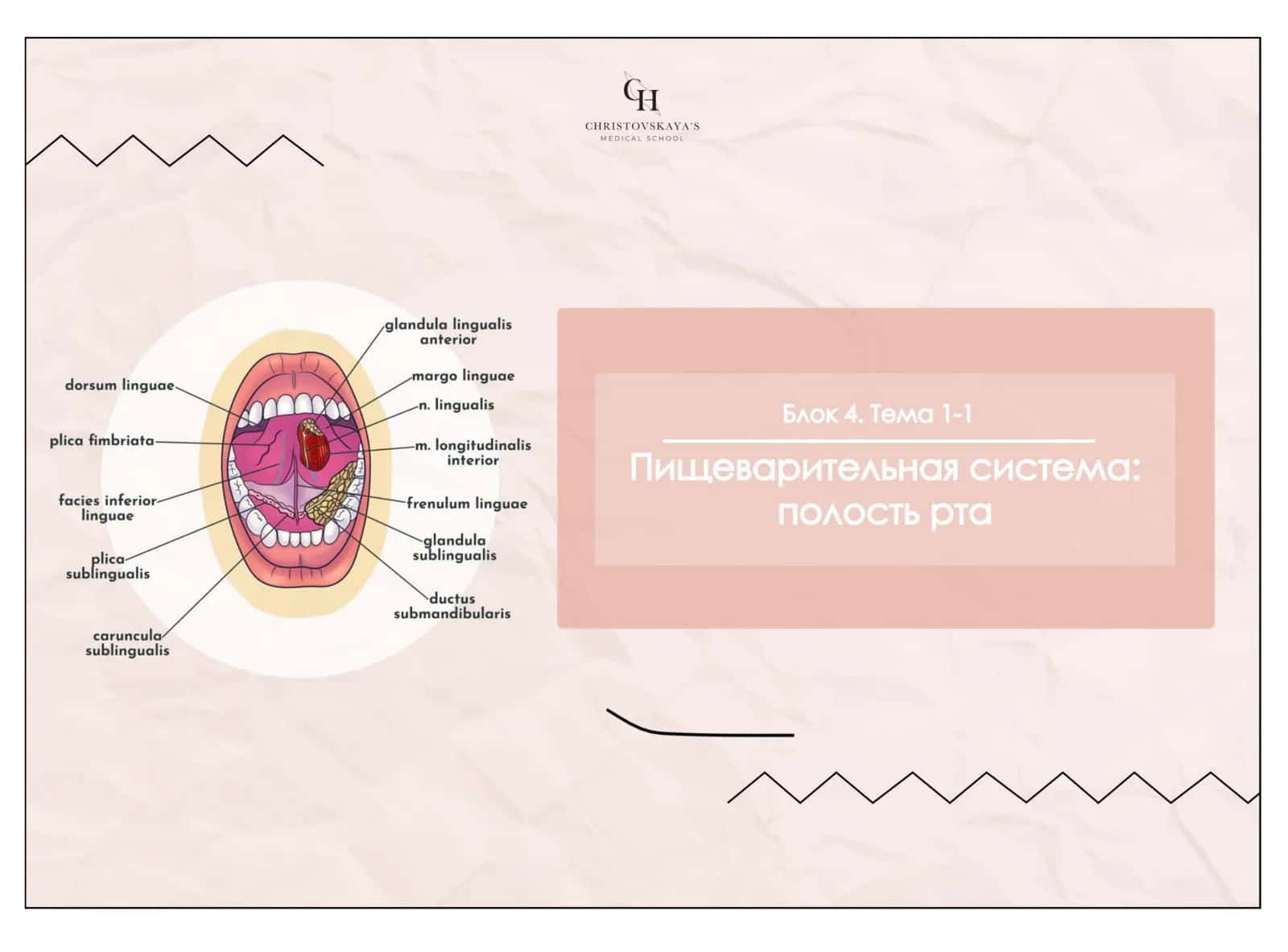 Полость рта