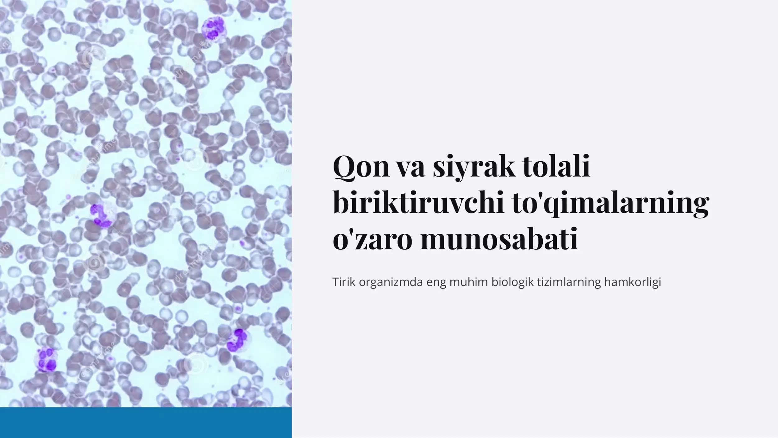 Qon va siyrak tolali biriktiruvchi to'qimalarning o'zaro munosabati