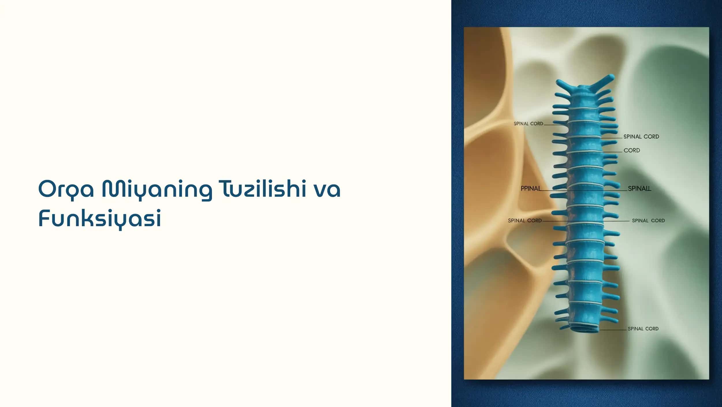 Orqa Miyaning Tuzilishi va Funksiyasi