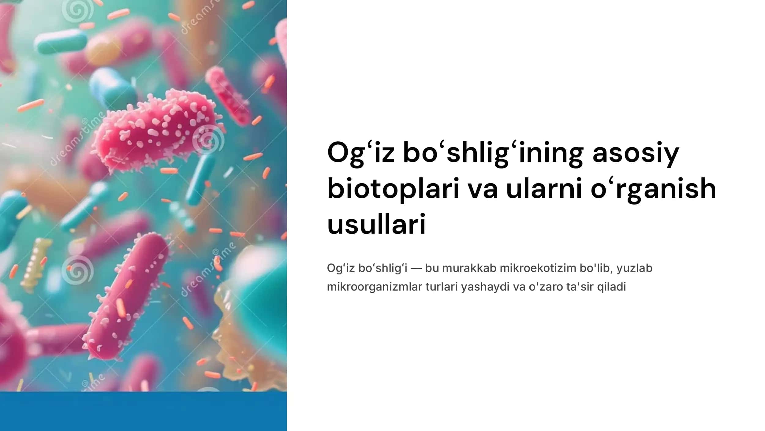 Ogʻiz boʻshligʻining asosiy biotoplari va ularni oʻrganish usullari. Ogʻiz boʻshligʻi shilliq qavati biopardasining ahamiyati. Yasama tishlarning ogʻiz boʻshligʻi mikroflorasiga ta'siri. Tishlar boʻlmaganda ogʻiz boʻshligʻi mikroflorasining dinamik oʻzgarishi.