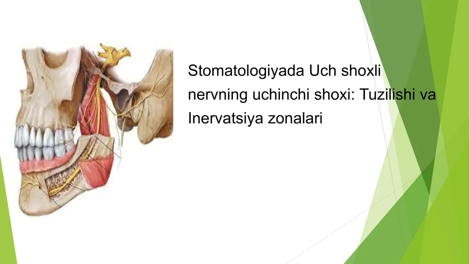 Stomatologiyada Uch shoxli nervning uchinchi shoxi
