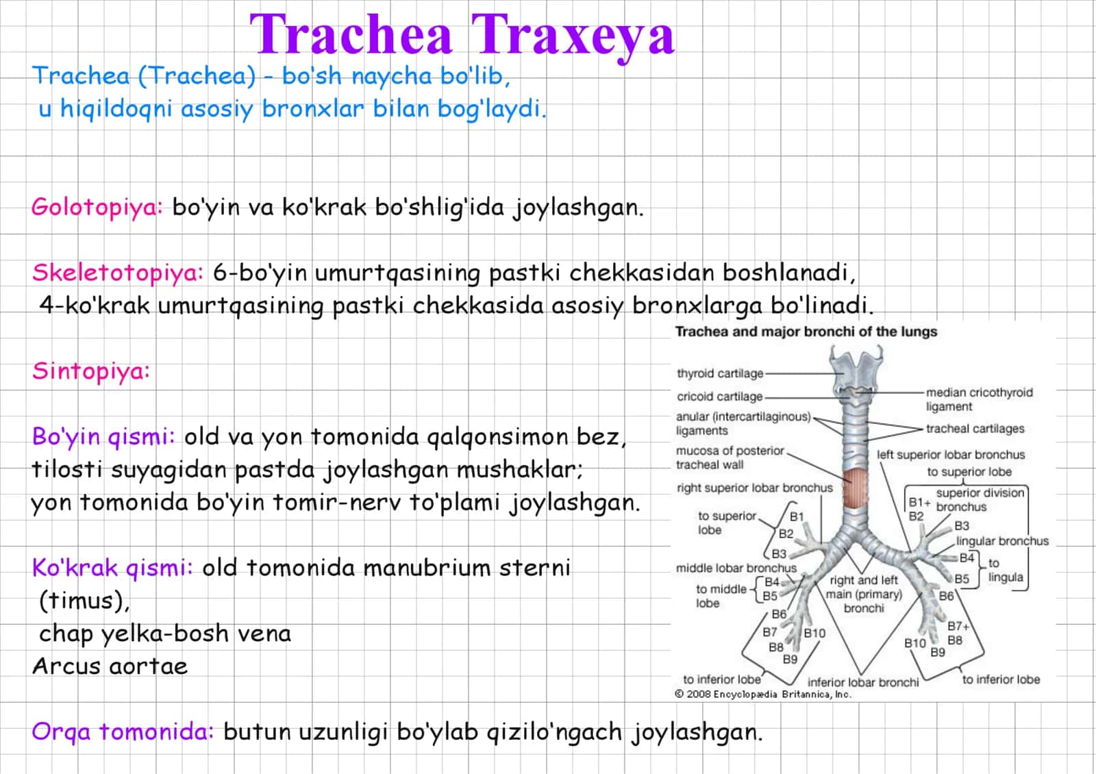 traxeyalar toʻliq.