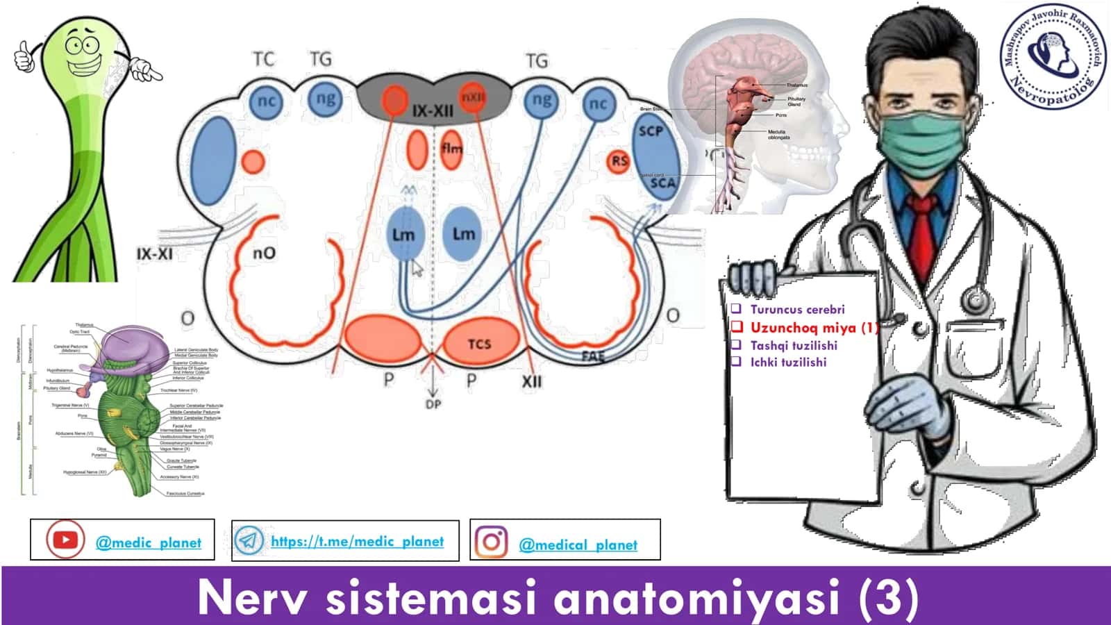 Uzunchoq miya Anatomiyasi