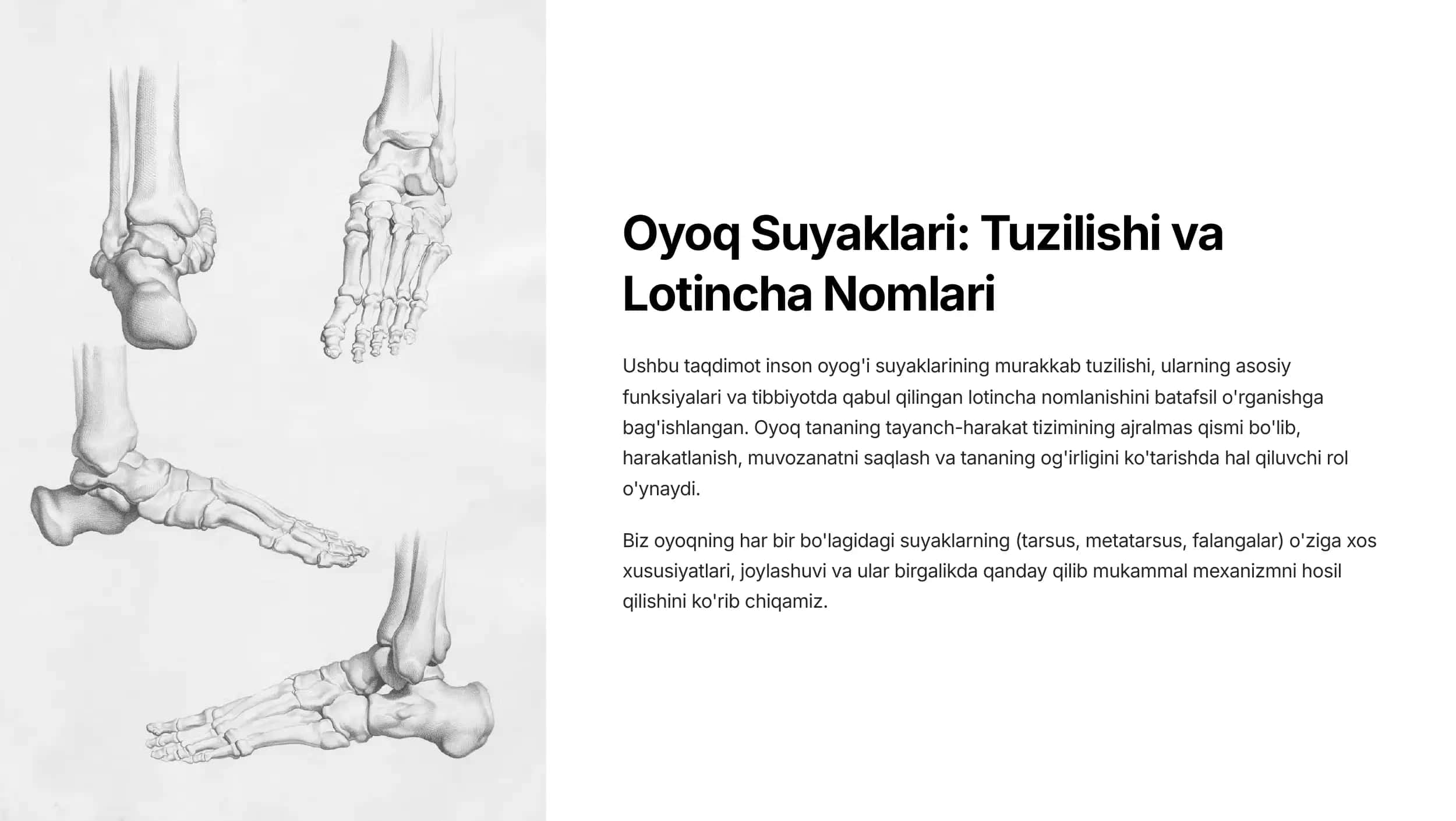 anatomiya fanidan oyoq suyaklari mavzusu uchun prezentatsiya