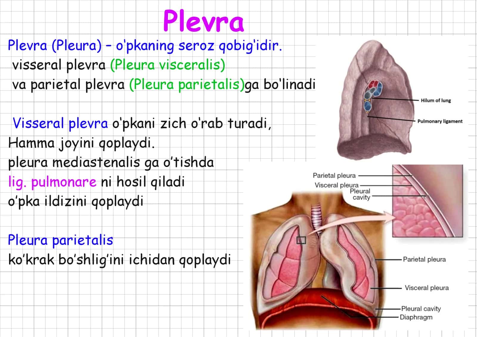 plavra, koks oraligi
