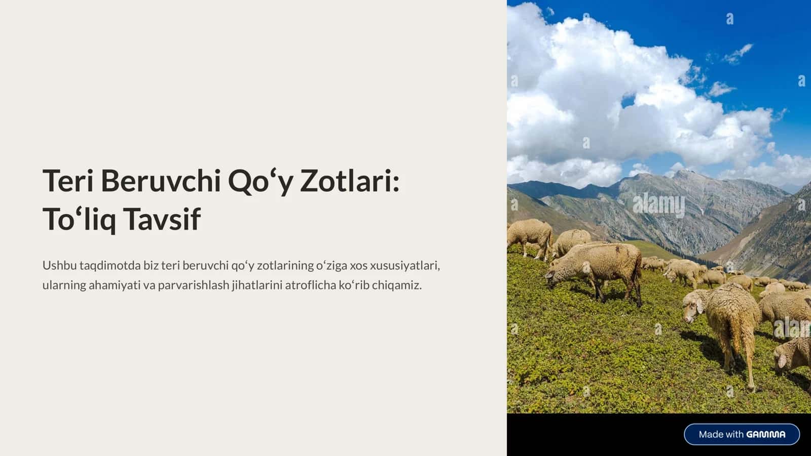 Teri Beruvchi Qo'y Zotlari