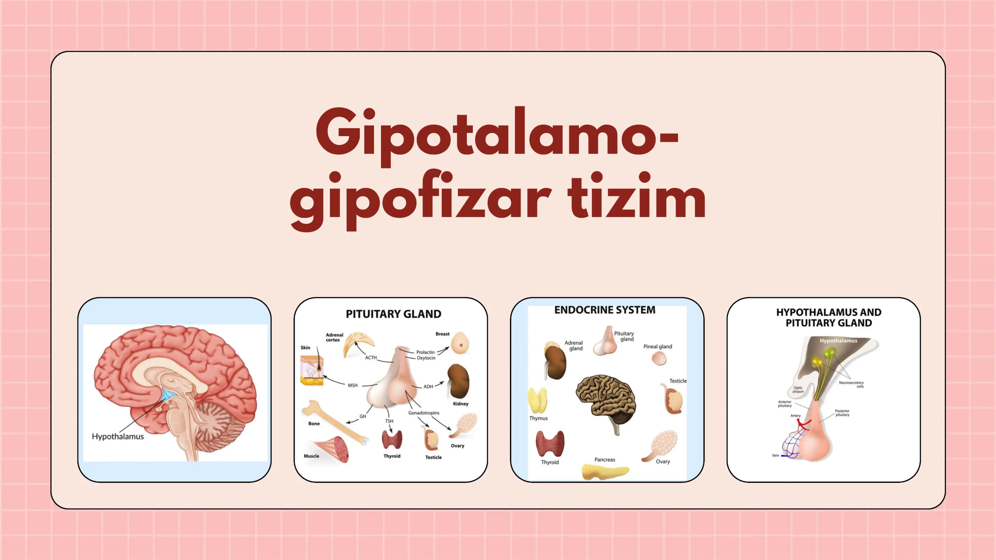 Gipotalamo-gipofizar tizim