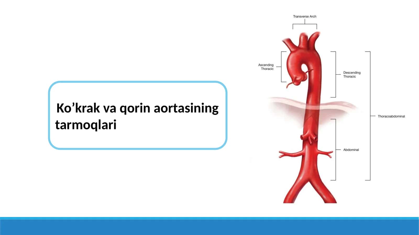 Ko’krak va qorin aortasining tarmoqlari