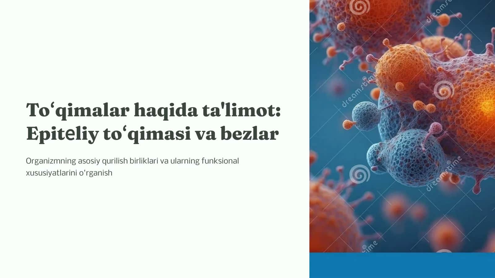 To'qimalar  haqida  ta'limot. Epitеlеy to'qimasi. . Bеzlar