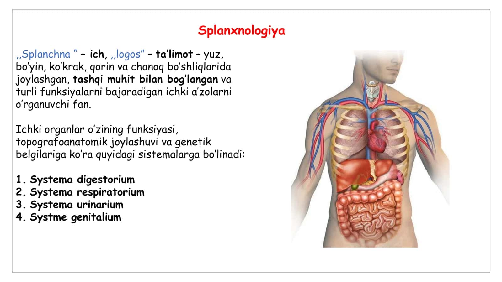 Splanxnologiya. Hazm qilish sistemasi