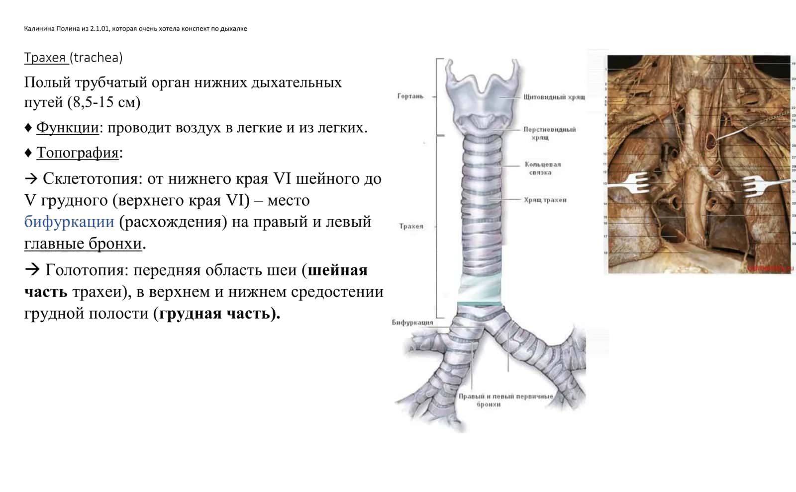 Трахея (trachea)