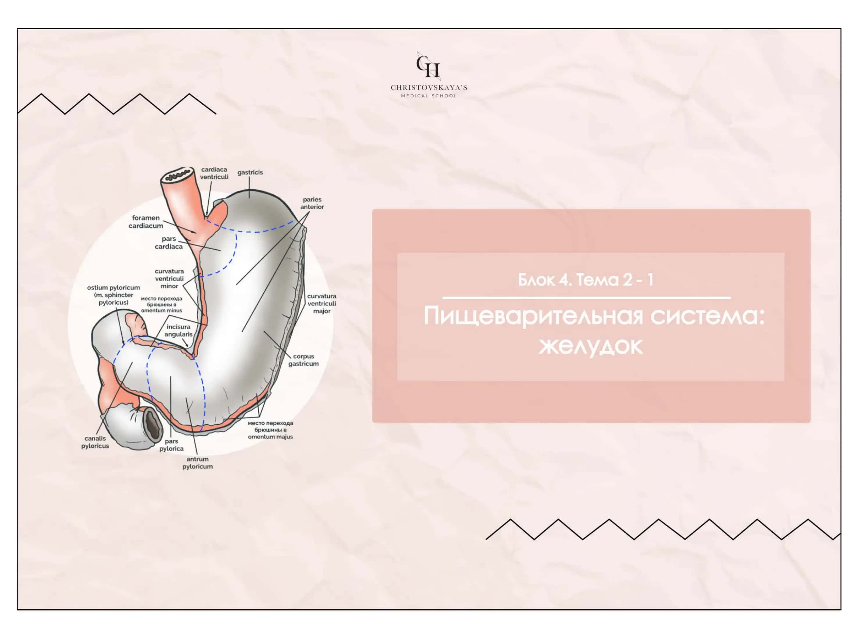 Желудок