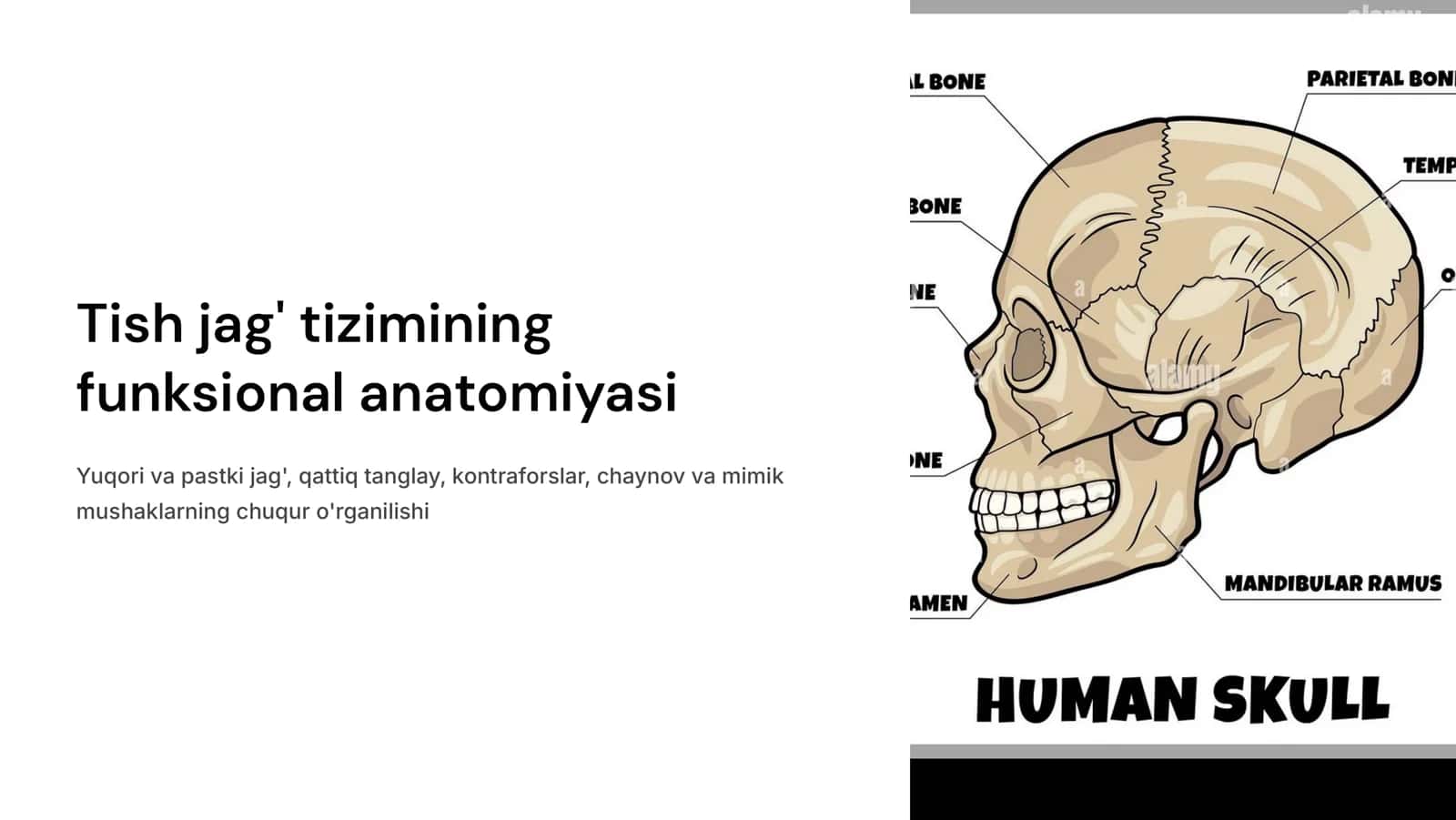 Tish jag‘ tizimining funksional  anatomiyasi. Yuqori va pastki jag‘ qattiq tanglay. Kontraforslar. Chaynov va mimik mushaklar