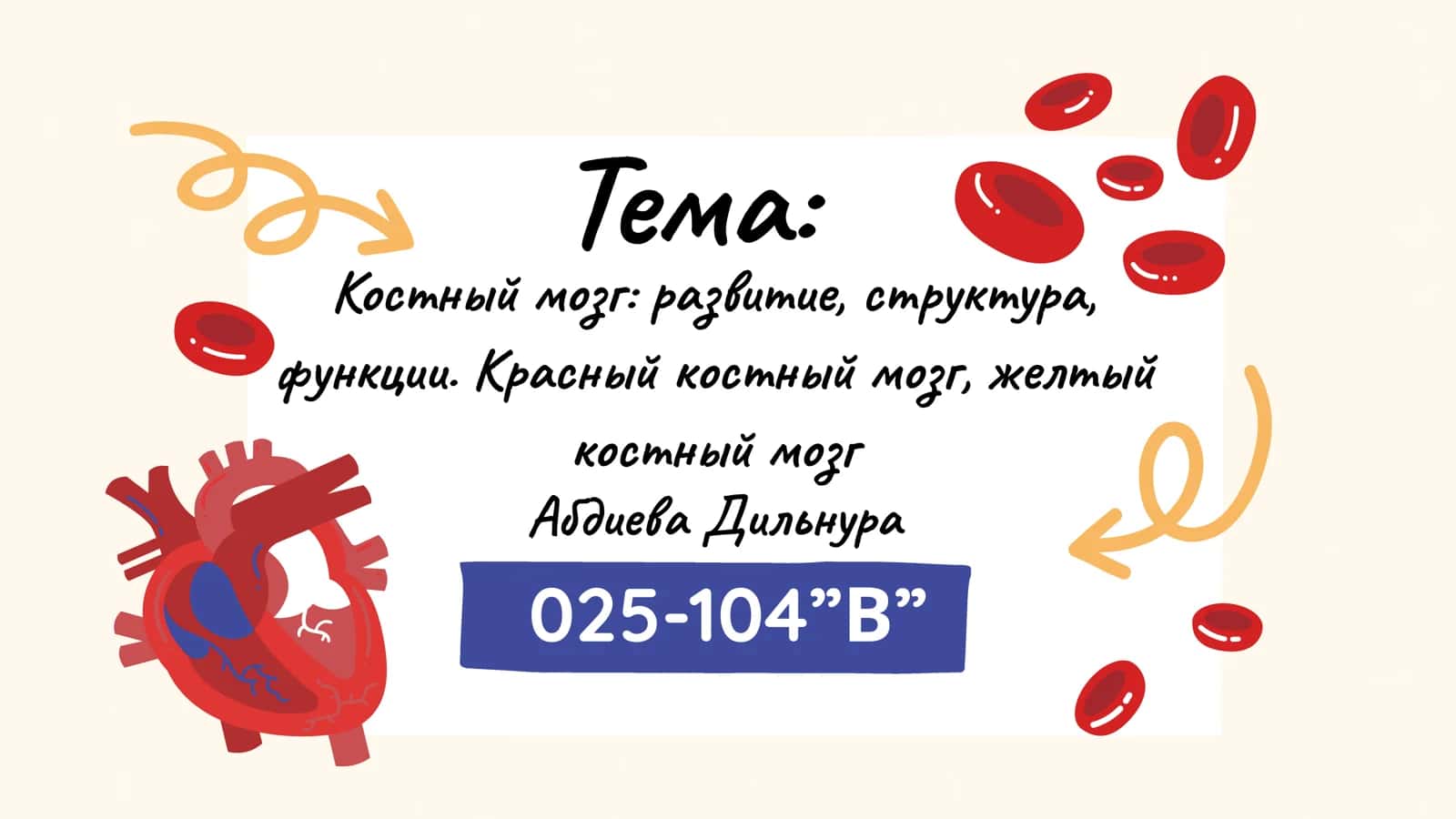 Костный мозг: развитие, структура, функции