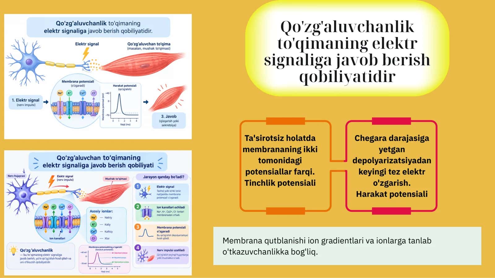 Qo'zg'aluvchan  to'qimalarda  bioelektr hodisalar