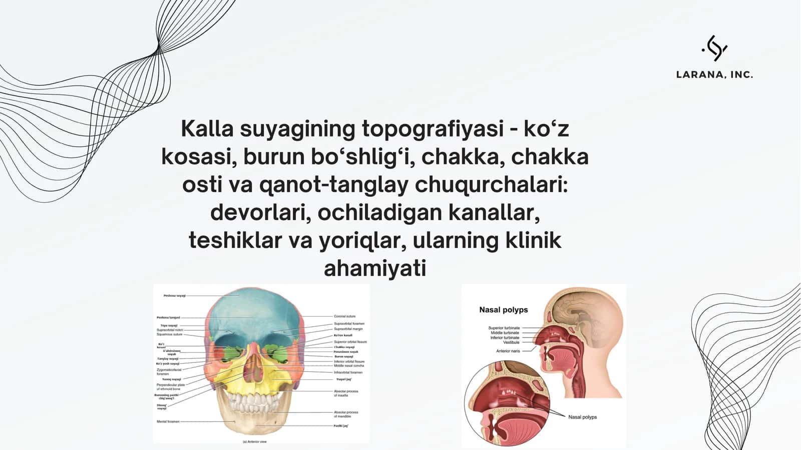 kalla suyagi anatomiyasi
