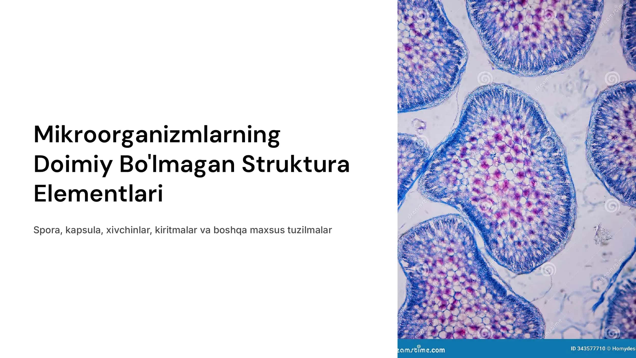 Mikroorganizmlarni doimiy  boʻlmagan  struktura  elementlari:spora,  kapsula,  xivchinlar, kiritmalar va  boshq.