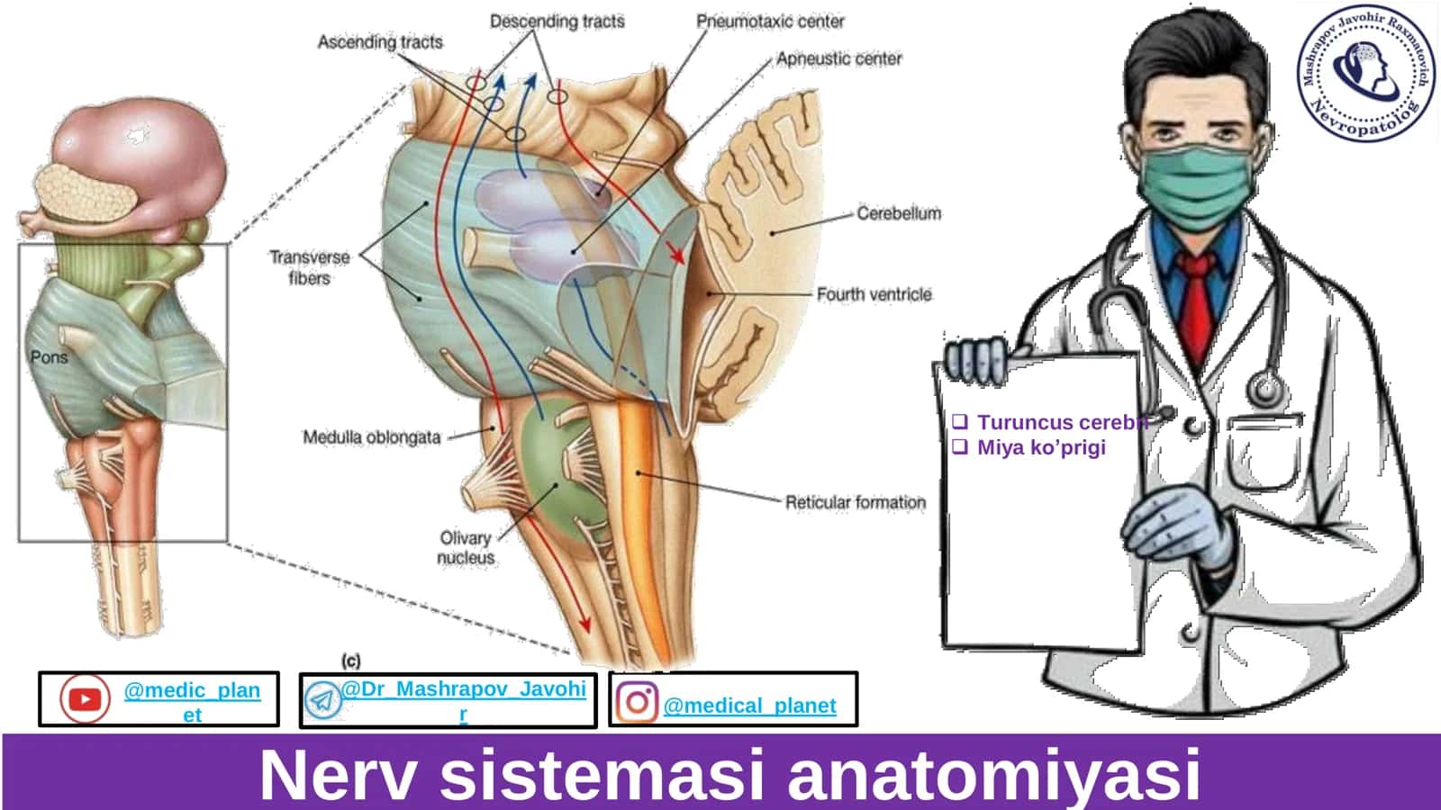 Miya koprigi Anatomiyasi