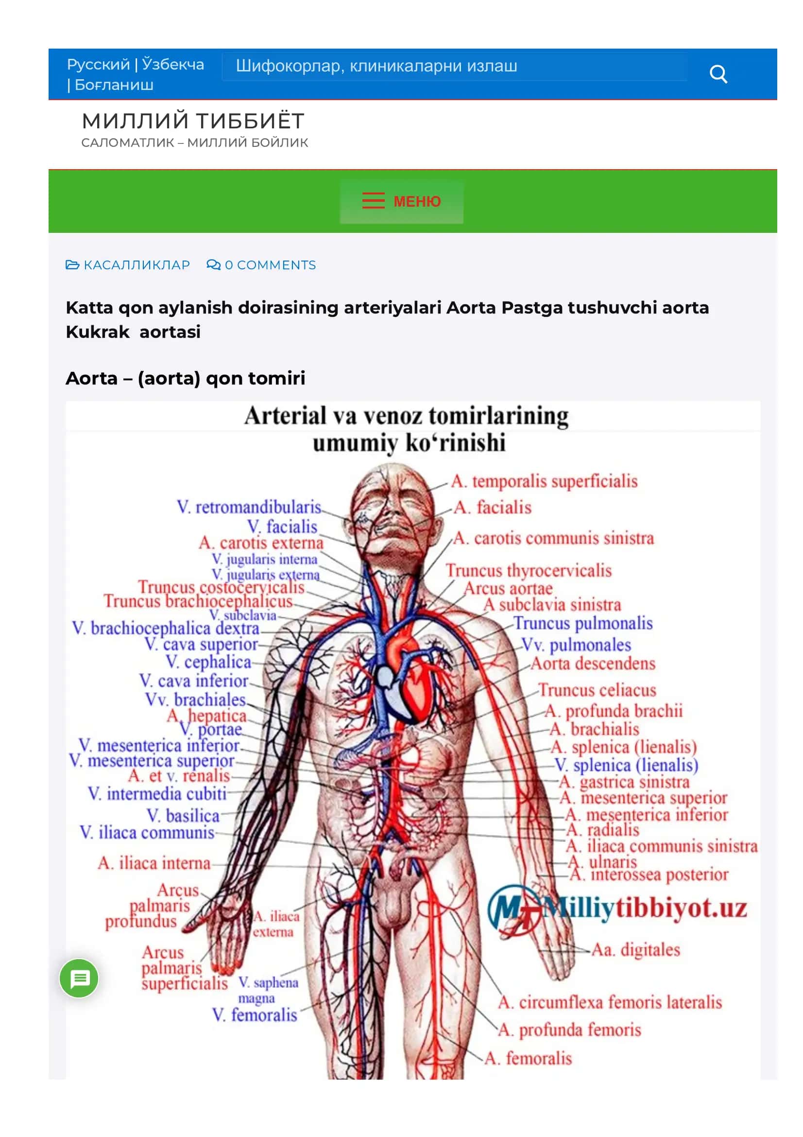 Katta qon aylanish doirasining arteriyalari Aorta Pastga tushuvchi aorta Kukrak aortas