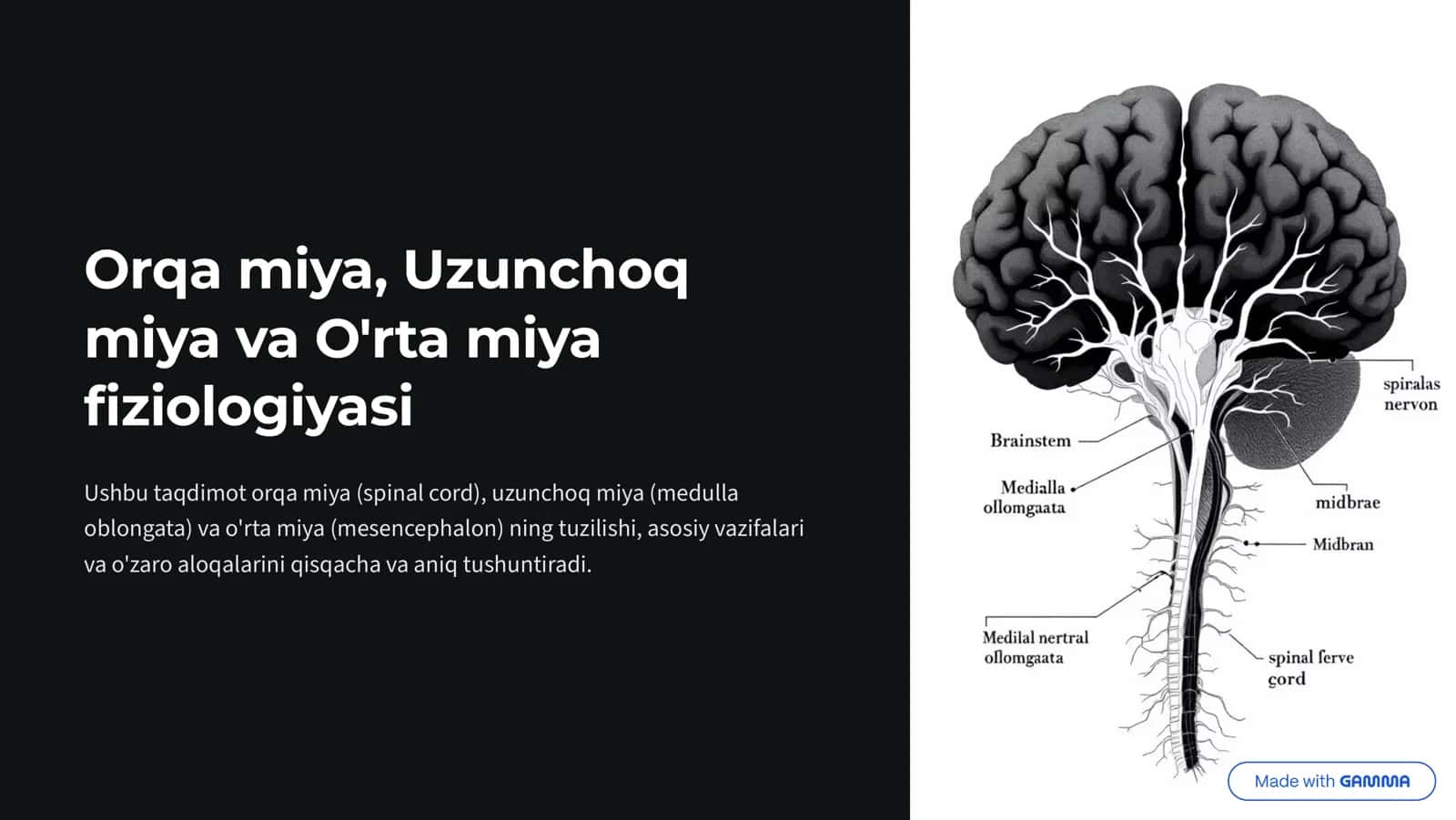 Orqa miya, Uzunchoq miya va O'rta miya fiziologiyasi