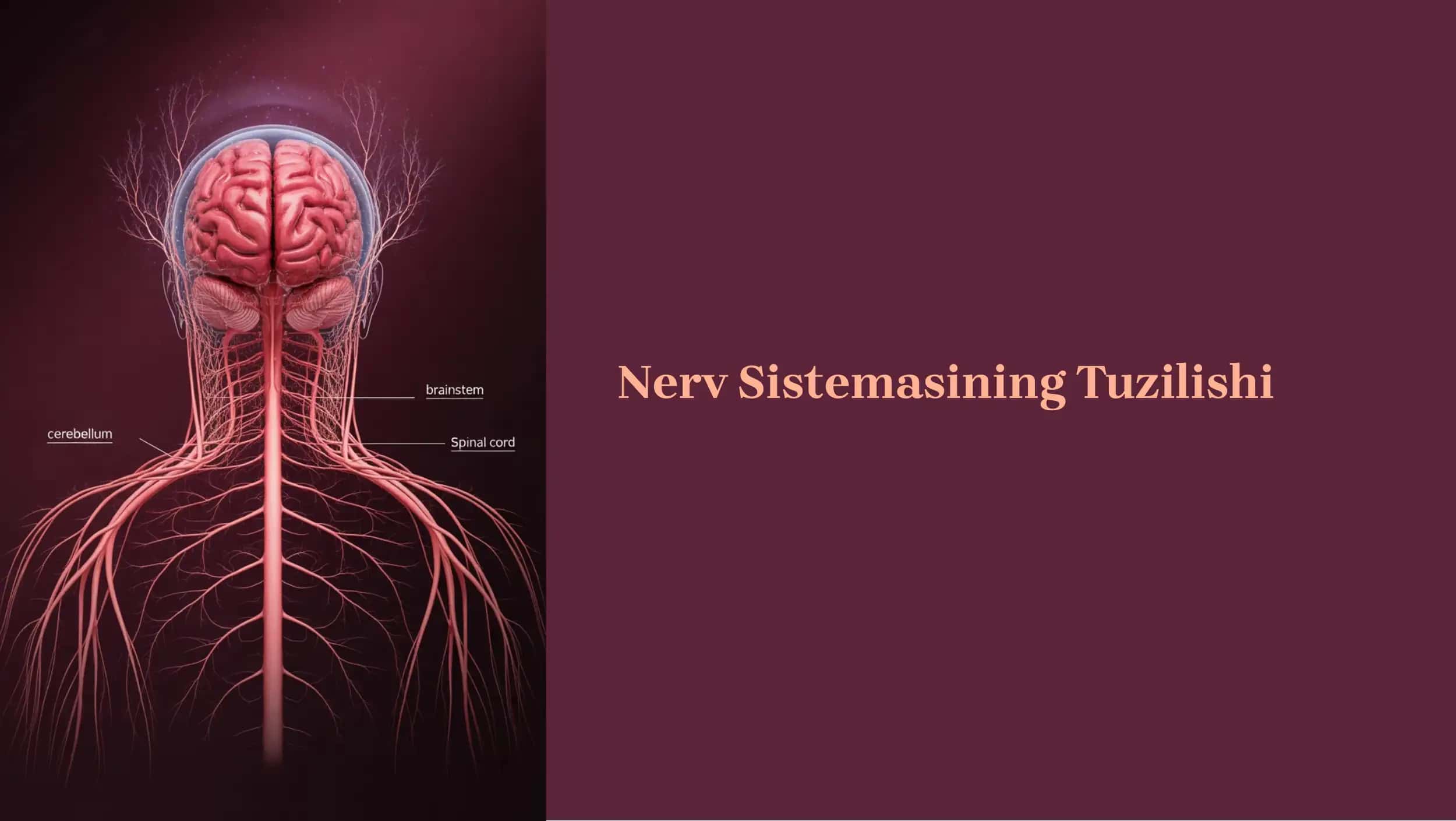 Nerv Sistemasining Tuzilishi