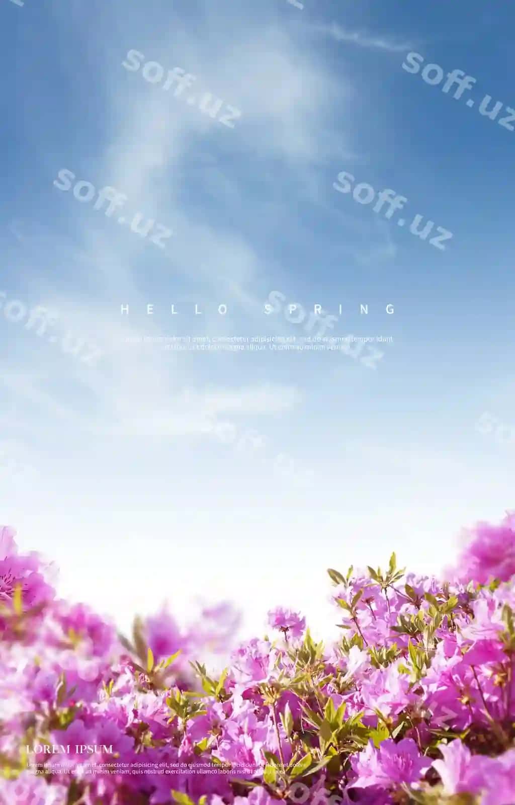 Go'zal bahor gullari orqa fon | Beautiful spring flowers background