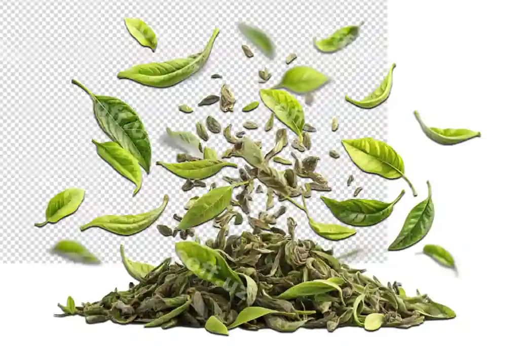 Tasavvur qil yashil barglar urug‘lar yerdan tushyapti | Picture green leaves seeds falling out ground 2