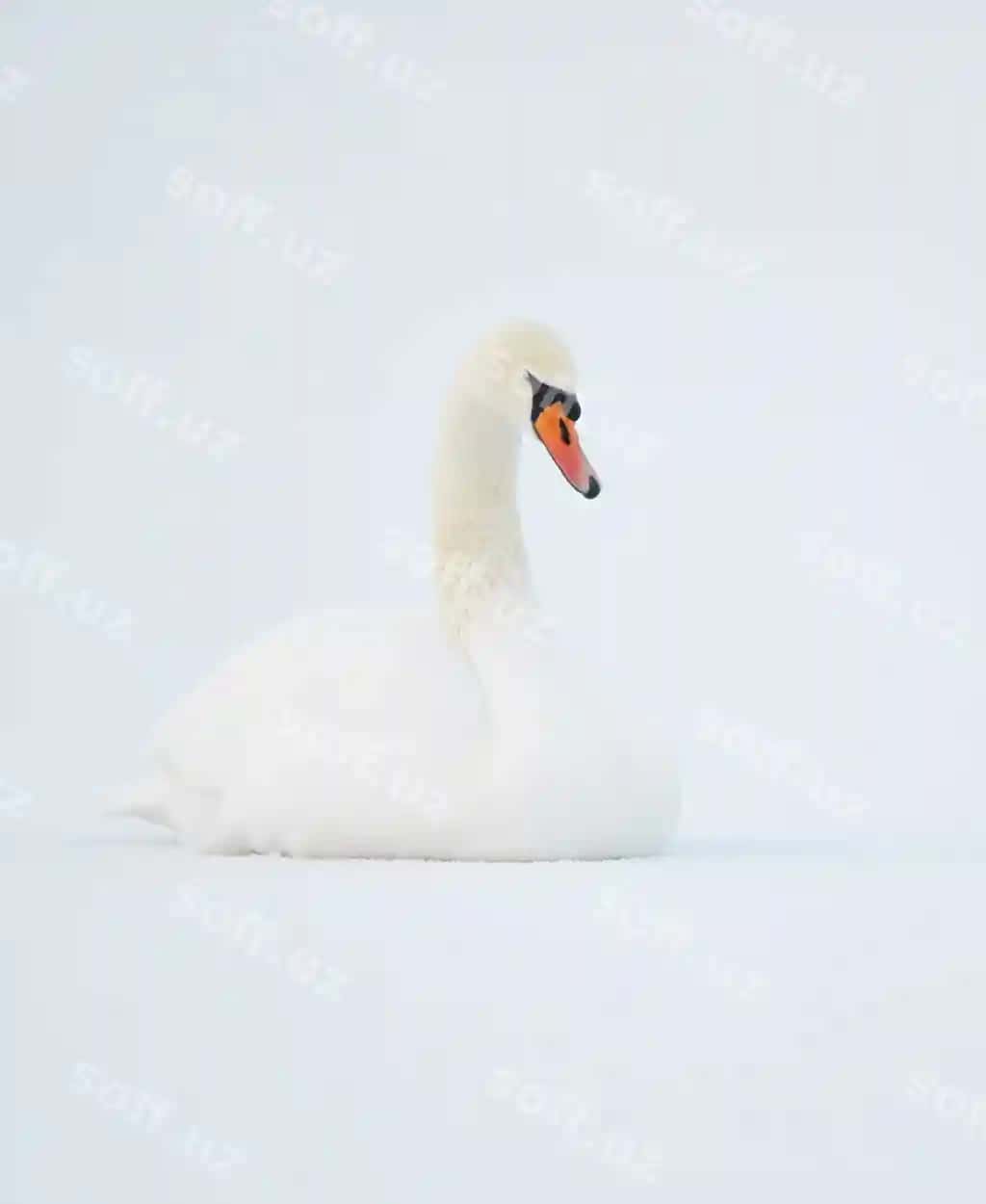Yaqin rasm qaz qor | Close up swan snow