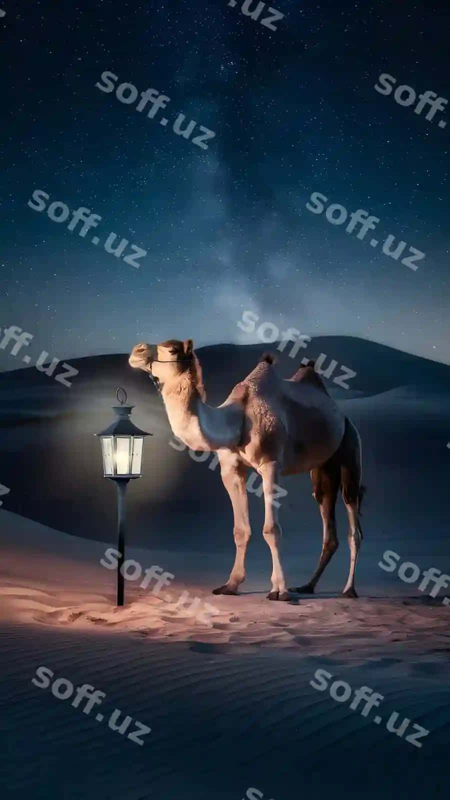Osimlik cho'lon kechasi goti feneri yulduzli osmon bilan | Ethereal desert night with camel lantern starry sky 2