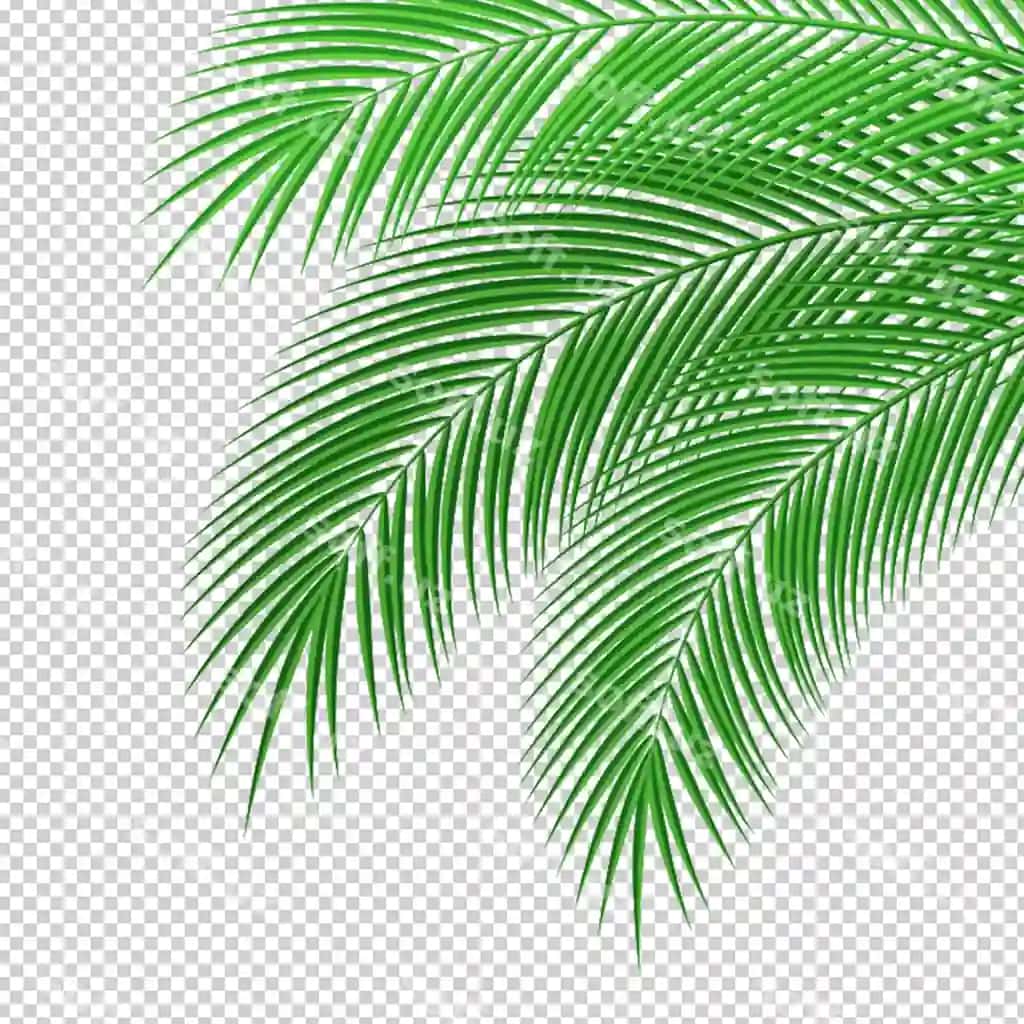 Yashil palm varaq goshti shaffof orqa fonda 3d rendering | Green palm leaves foliage transparent background 3d rendering 2