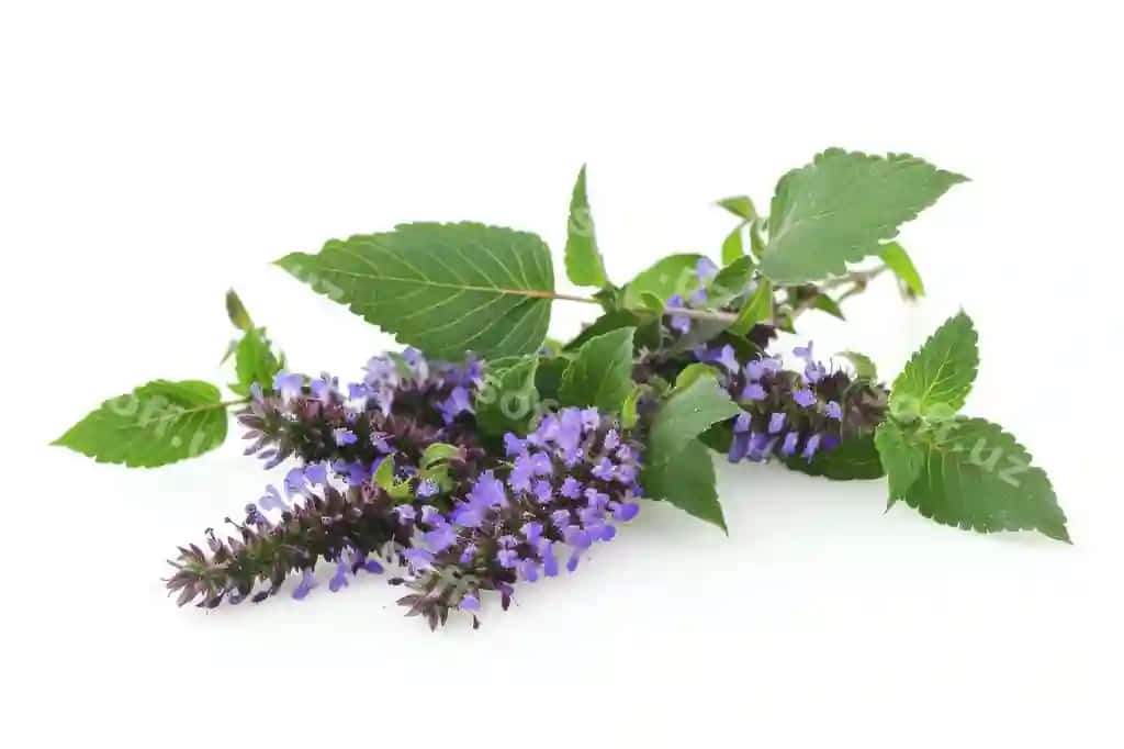 Anise hyssop o'simlik ajraltirilgan oq fonda | Anise hyssop plant isolated white background