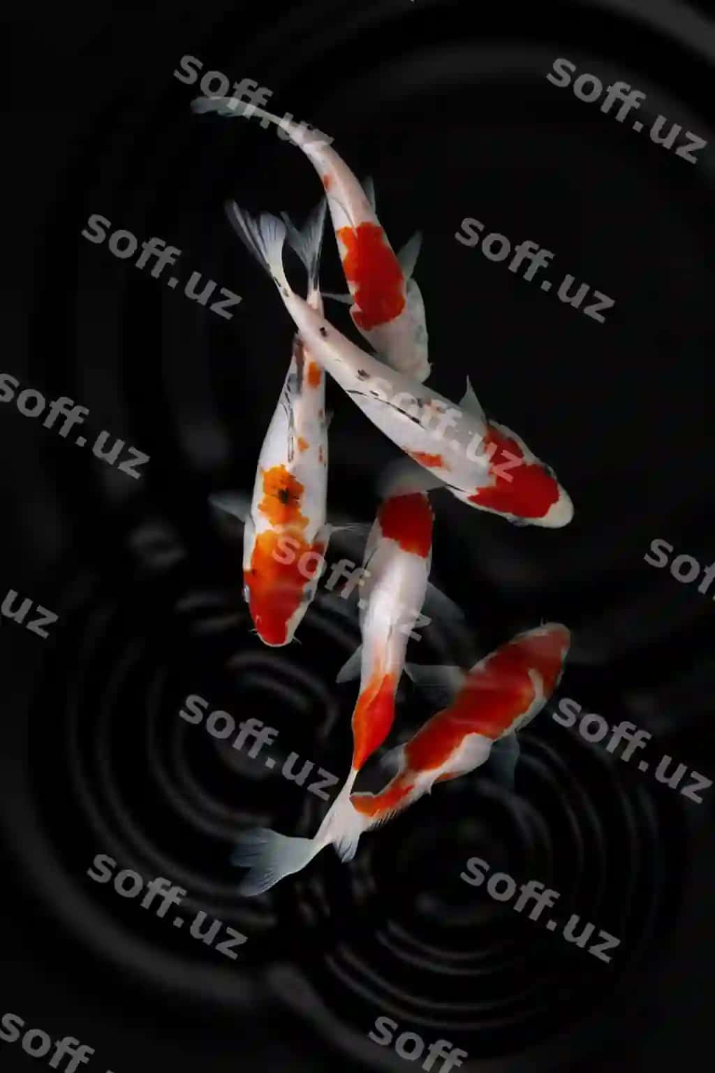 Koi qora orqa fon | Koi fish black background 2