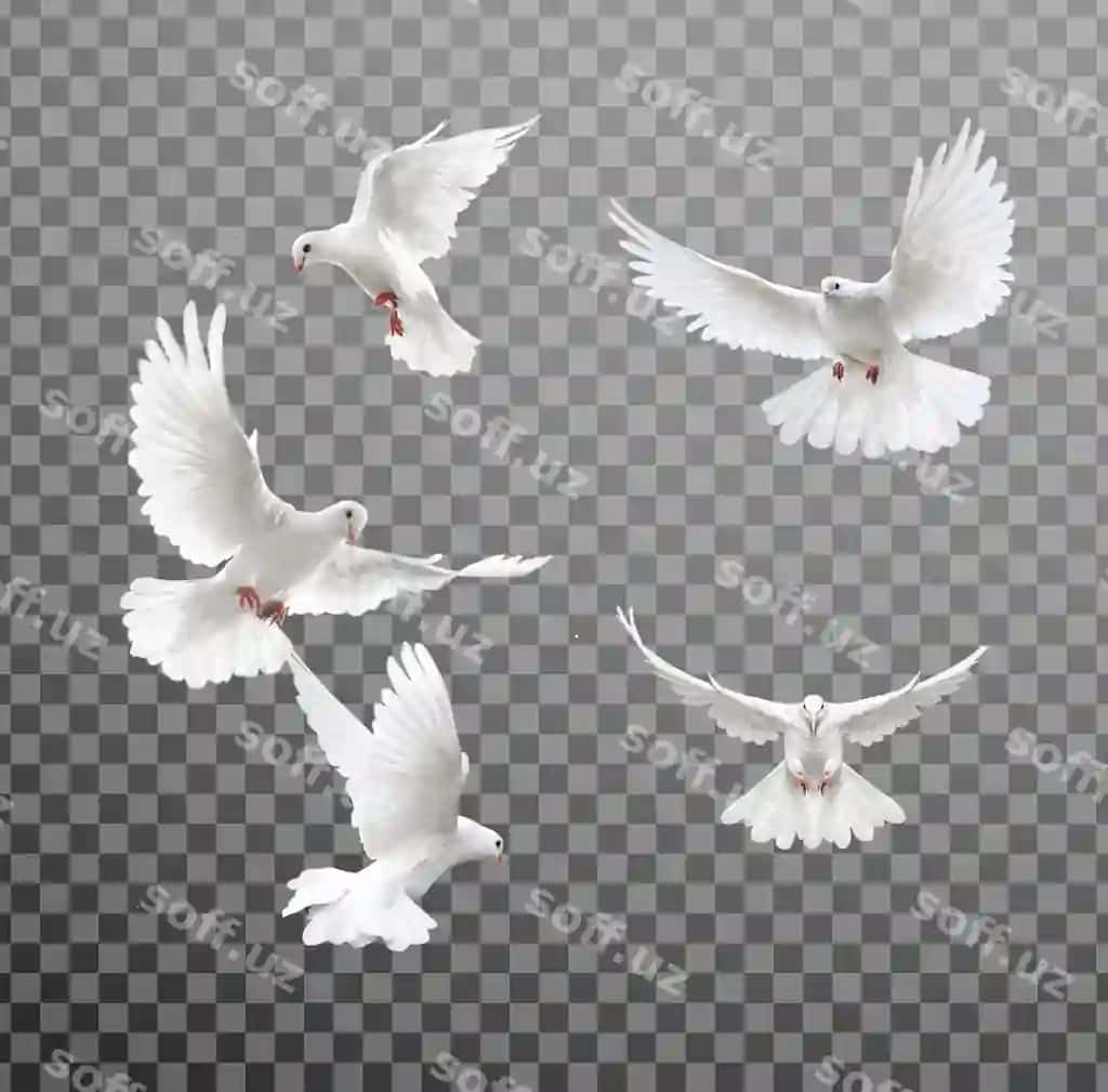 Oq tulki uchuvchi shaffof psd fayl shaffof orqa fon | White dove flying transparent psd file transparent background