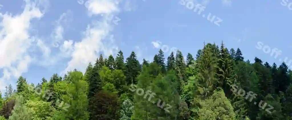 Erda dan ko‘ngil bilan daraxtlar | Low angle view trees against sky