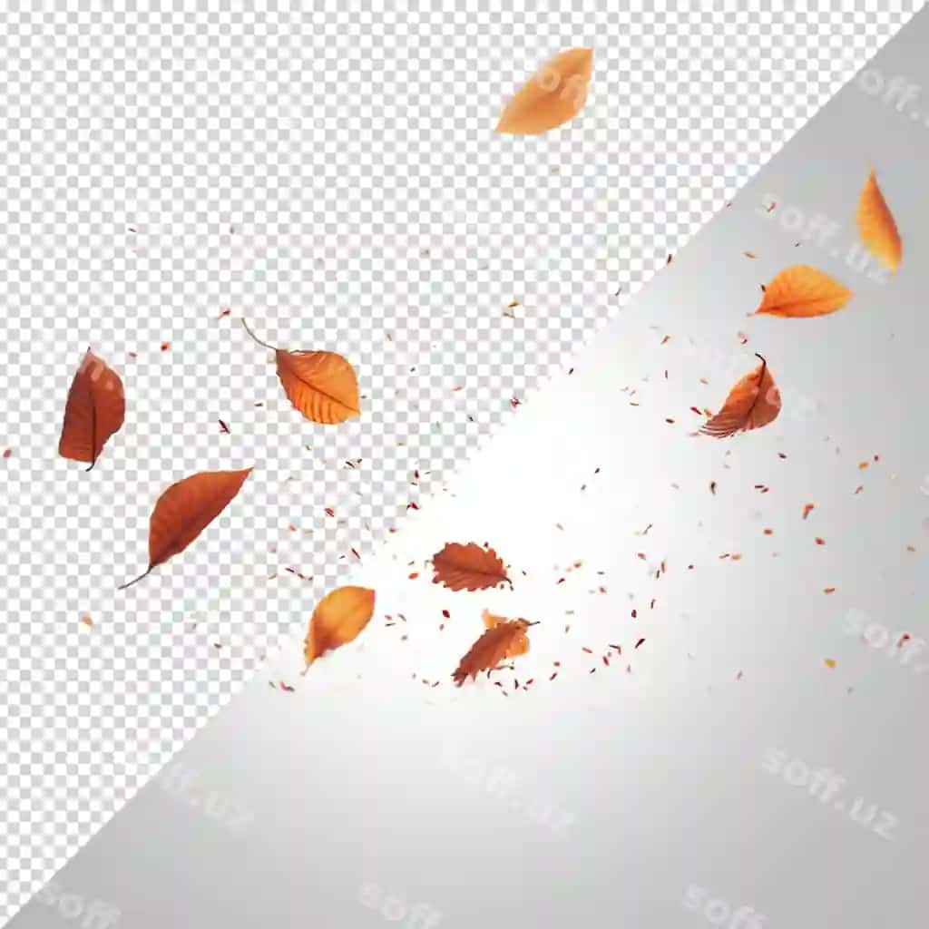 Kuz tushgan daraxt barglari oq fonda ajratilgan | Autumn falling tree leaves isolated white background