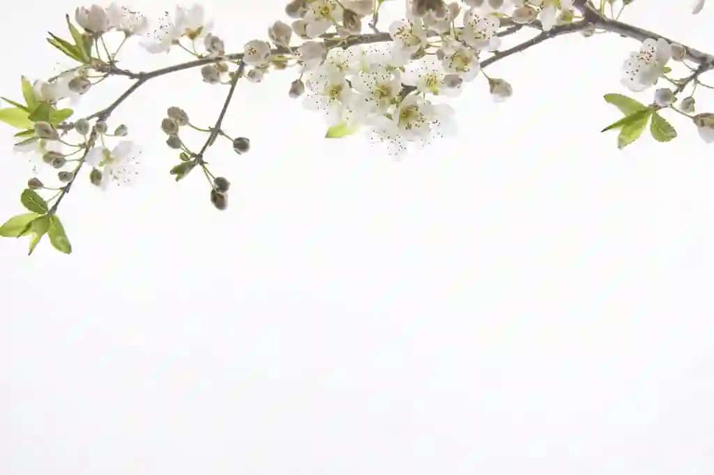 Badem gül yuqori orqa fonda oq, matn joyi bilan | Almond flower top back ground white with copy space text 2