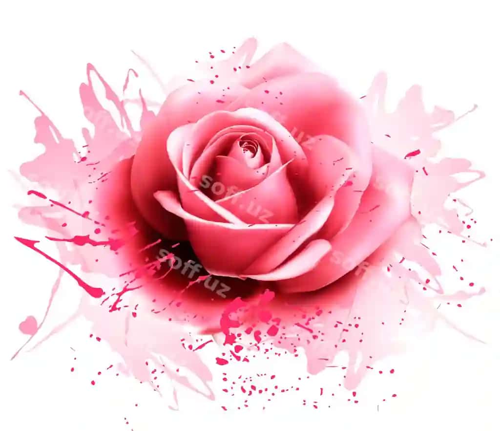 Tabrik kartochkasi gulche guli vektori | Greeting card with pink rose vector