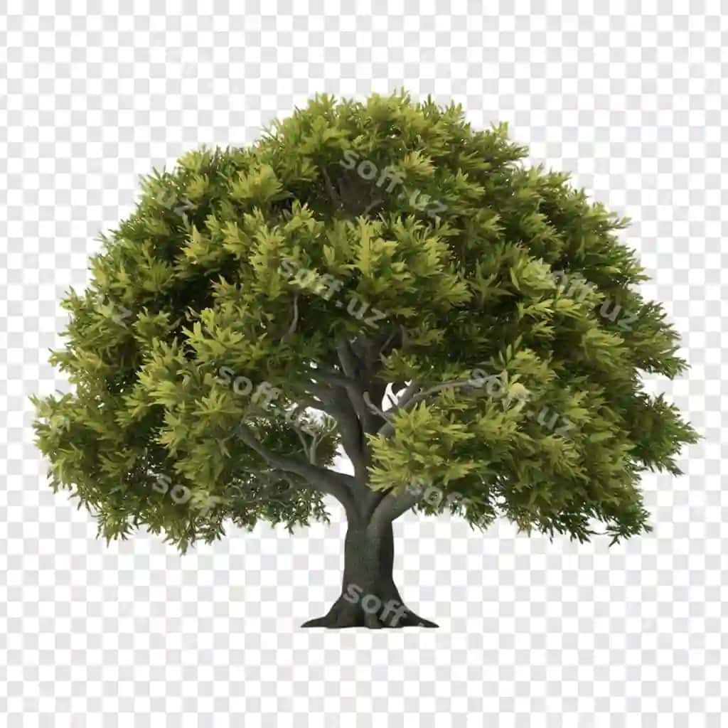 Daraxt png ajraltirilgan shaffof orqa fonda | Tree png isolated transparent background