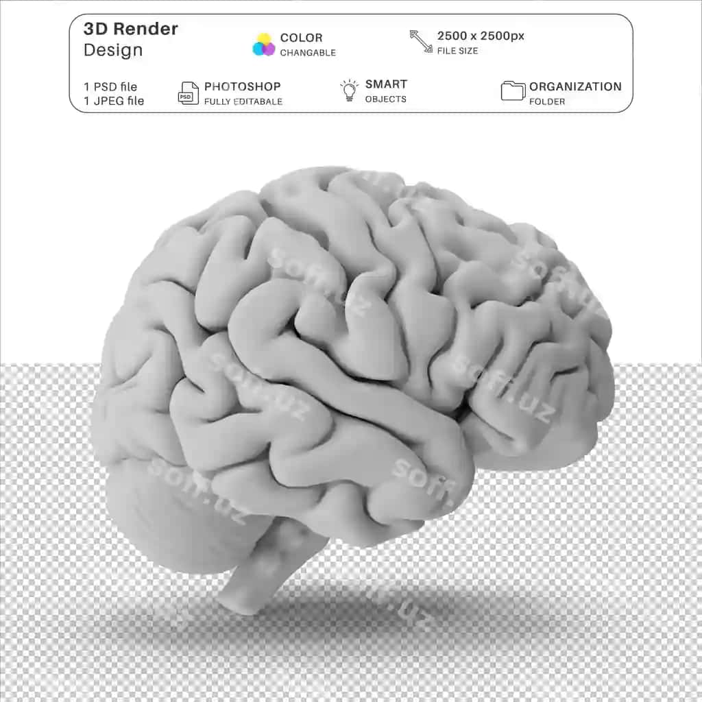 Inson bosh idrasi 3D modelirovka PSD fayl | Human brain 3d modeling psd file