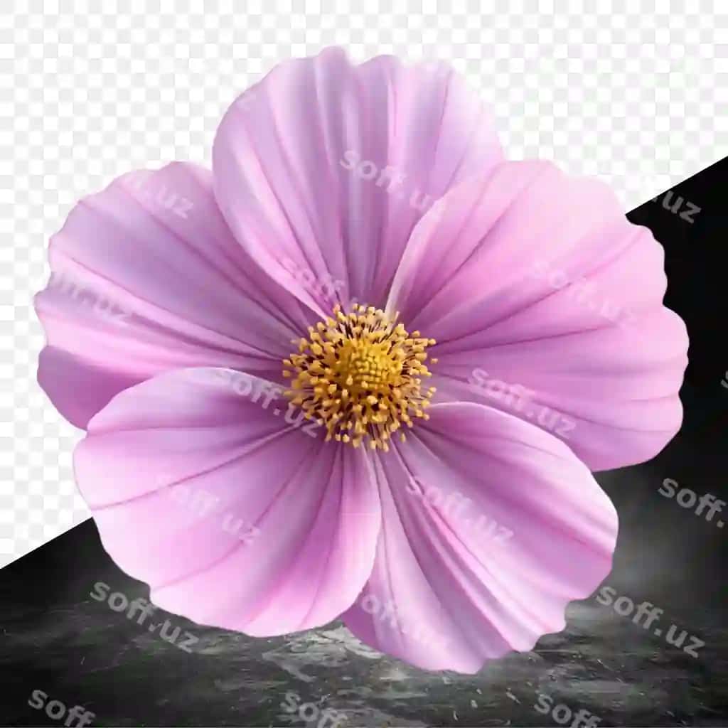Gul shaffof fonda, orqasida qora fonda | Flower transparent background with black background