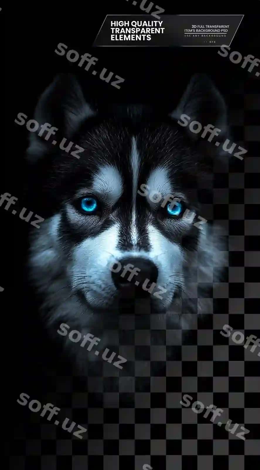 Qora fon, ko'k ko'zlari bo'lgan husky, shaffof fon | Black background with husky with blue eyes transparent background