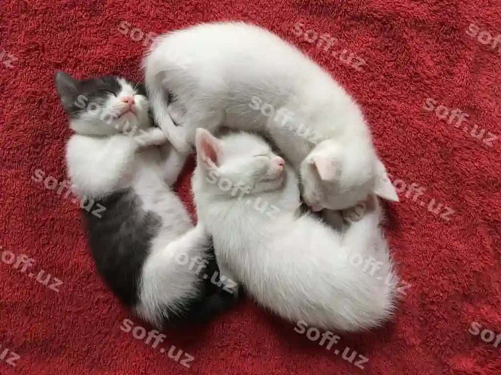 Uyda gʻalamada uyquda turgan mushuklarning yuqori burchakdan ko'rinishi. | High angle view cats sleeping rug home 2