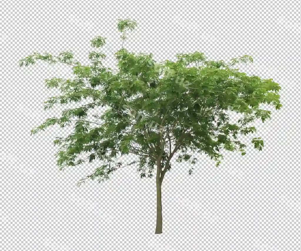Eng yaxshi to'plam garg'ret daraxt | Best collection dicut tree 2