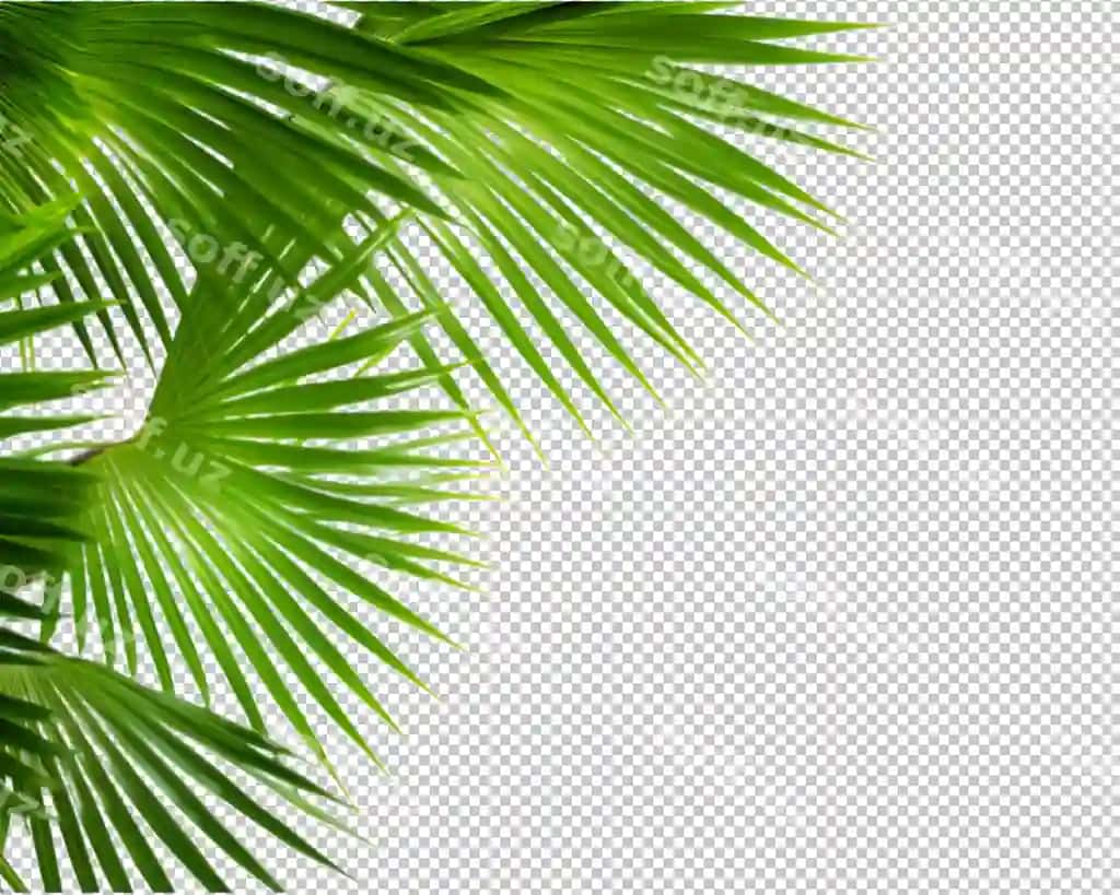 Ajraltirilgan tropik bob nong'oron shaffof fonda | Isolated tropical plant coconut palm transparent background